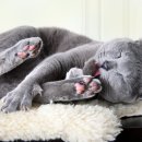 야옹이발바닥 이미지