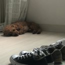 수니옷장 이미지