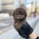 오독안심분양센터 강아지분양 고양이분양 하남점 | 강아지분양 전 꼭 알아야 할 건강 체크 포인트