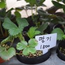 송강전통시장 이미지