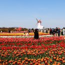 튤립공원 이미지