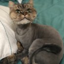 개이쁜냥 이미지