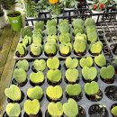 김영옥식당 | 파주 가볼만한 곳_식물이 이렇게 귀여운거였어? 파주 조인폴리아 방문후기+파주 심학산 맛집 산뜨레곤드레