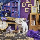 은밀하개위대하개 이미지