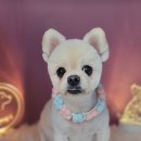 희망 애견 미용실 이미지