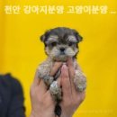 나라애견본점 이미지