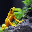 황금개구리 이미지