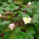 목화자원 이미지