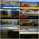 대감포차 이미지