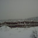 황태덕장 이미지