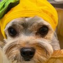 페스츄리(PET'S TREE) 이미지