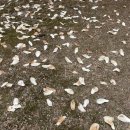 밥풀떼기 이미지