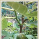 거명농장 이미지