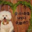 59DOG 네이버블로그
