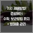 가락장 | 가지 재배방법! 준비부터 수확, 보관방법까지+병해충관리