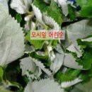 모시칼국수 이미지