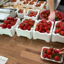 진희농장 | 청주 딸기농장 딸기 가격 방문 후기,[진희네 딸기]