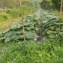 금주농장 이미지