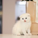 수원고양이분양 고사남 본점 이미지