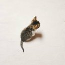 고래피시방 이미지