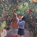 제주 보고정 투어 | [제주도] 3박 4일 가족여행 : 제주투어패스(타임제로 48시간) 코스 및 사용 추천 후기 ②