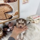 폼스키 | 일산강아지무료분양 폼스키 직접 방문 후기