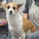 꼬망스펫 이미지