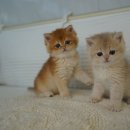 강아지분양 고양이분양 헬로브리더 | 상담부터 관리까지 인상 깊었던 용인강아지분양 방문