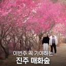 30 | 진주 매화숲 개화상태 30% 방문후기ㅣ2026 개방기간·주차·사진명소 정리