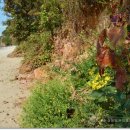 야달선착장 이미지