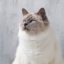 고양이 분양 달타냥 이미지