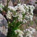 금주산방 까사 펜션 이미지