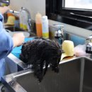 고려애견 이미지