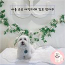 모담유치원 | 서울 근교 애견카페 김포 운양동 멍더쿠