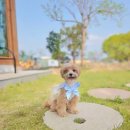 순진한 강아지 | [이뻐지개]파주애견미용/금촌애견미용 목욕&amp;위생미용 후기