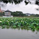 춤연
