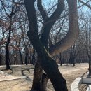 자인계정숲(씨름장) 이미지