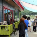 지리산황금나무 이미지