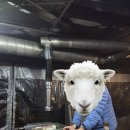 가평남이섬리알토스파수영장가족펜션 이미지