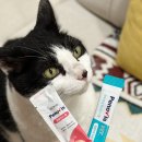 달과고양이 | 고양이 유산균 페노비스 한 달 급여 후기 및 영양제 급여 꿀조합 추천