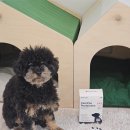 늘, 고운펫 | 강아지유산균 케어푸 강아지 초유 유산균 강아지영양제 추천 솔직 후