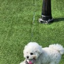 우당탕탕 사고뭉치 이미지