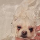 강아지 미용실 이미지