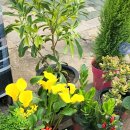 샤론  꽃  화원 이미지