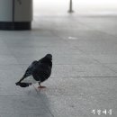 평화 이미지