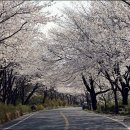 벚꽃향기민박 이미지