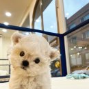 어벤져스켄넬 탑클래스펫 강아지분양 이미지