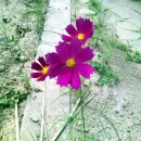 칠삭동이 이미지