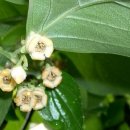 감꽃향기 이미지