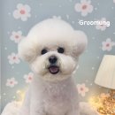 그루멍(groomung) 이미지